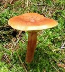 Agaricomycetes