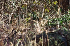 Pternistis natalensis