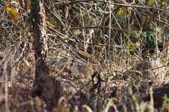 Pternistis natalensis