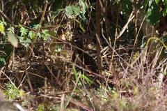 Pternistis natalensis