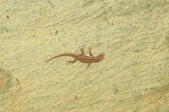 Lygodactylus capensis