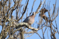 Streptopelia senegalensis