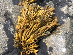 Pelvetia canaliculata