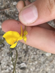 Utricularia cornuta