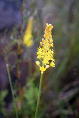 Bulbinella punctulata