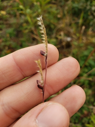 Eriochloa villosa iNat (2)