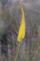 Bulbinella punctulata