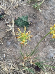 Bulbine capitata