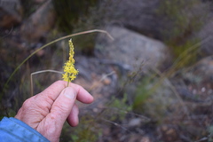 Bulbinella punctulata