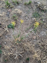 Bulbine capitata
