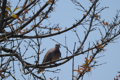 Streptopelia senegalensis