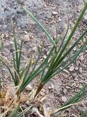 Bulbine capitata