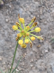 Bulbine capitata