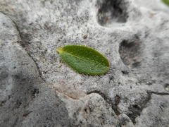 Rhododendron hirsutum