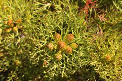 Serruria foeniculacea