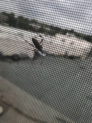 Leptoglossus clypealis