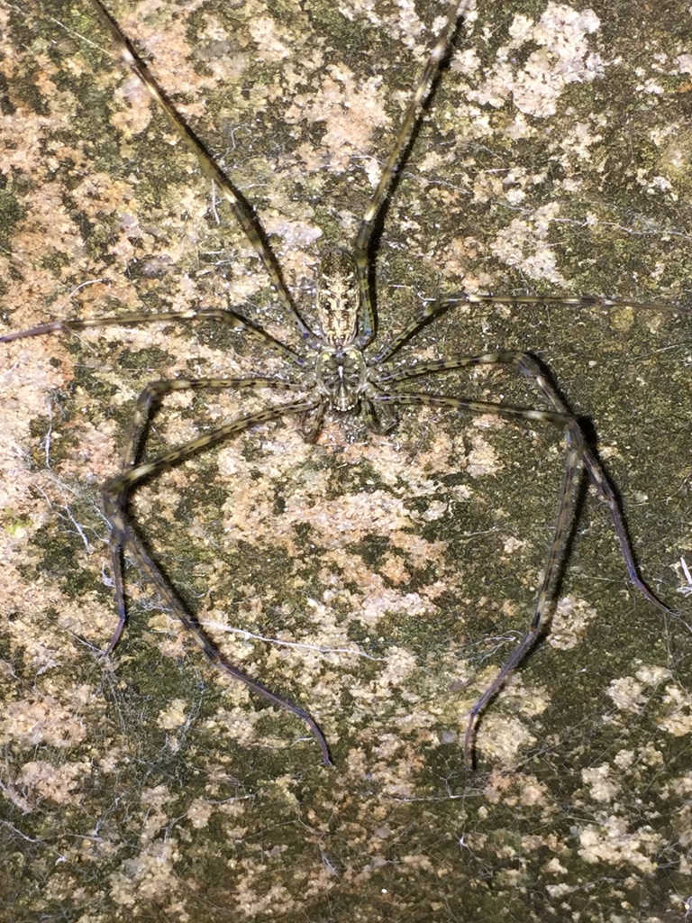 Pocock's Lampshade-web Spider