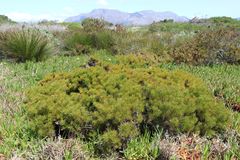 Serruria foeniculacea