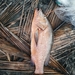 photo of Common Snappers (Lutjanus)