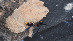 Synagris analis