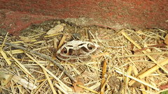 Cometaster pyrula