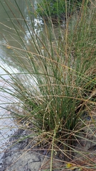 Juncus roemerianus