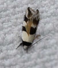 Zonopetala alypa