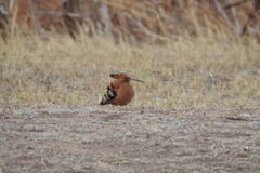 Upupa epops africana