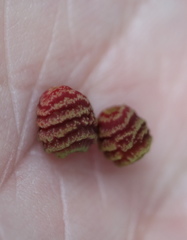 Kokkocynips difficilis