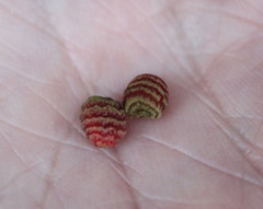 Kokkocynips difficilis