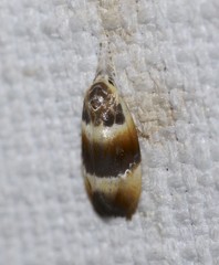 Piloprepes anassa