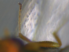 Halticoptera laevigata