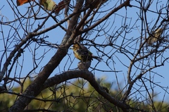 Trachyphonus vaillantii