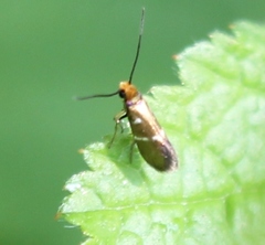 Micropterix aruncella