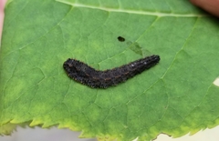 Lagium atroviolaceum