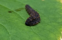 Lagium atroviolaceum