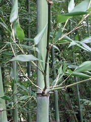 Phyllostachys nigra henonis