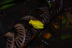 Dendropsophus rhodopeplus