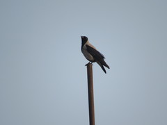 Corvus cornix