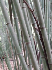 Phyllostachys nigra henonis