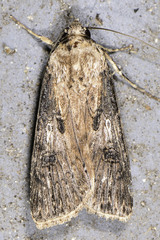 Agrotis malefida