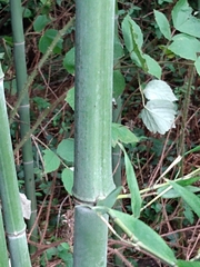 Phyllostachys nigra henonis