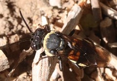 Triepeolus concavus