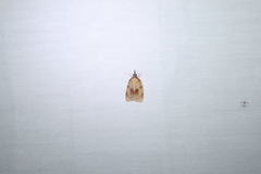 Sparganothis xanthoides