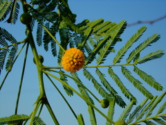 Vachellia aroma