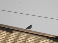 Motacilla alba