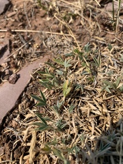 Trifolium dasyphyllum