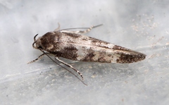 Mompha subbistrigella