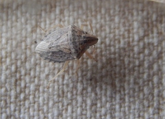 Aeliomorpha