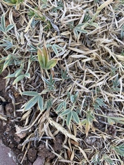 Trifolium dasyphyllum